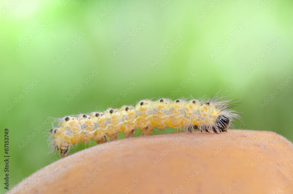 Canker worm - Geometridae sp. ( Caterpillar ) on apricot Canker worm - Geometridae sp. ( Caterpillar ) on apricot