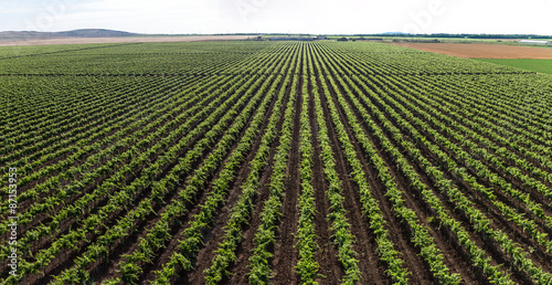 aerial view of a vineyard