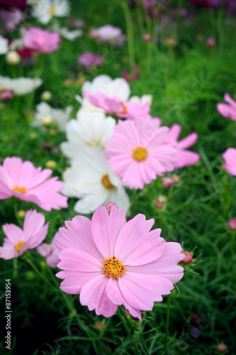 pink cosmos flowers in green garden field vertical form