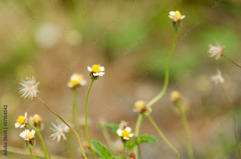 Grass Flower-01 Grass Flower-01