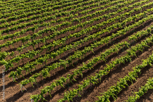 aerial view of a vineyard