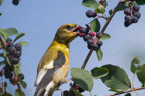 evening grosbeak eating berries