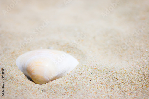 shell in the sand