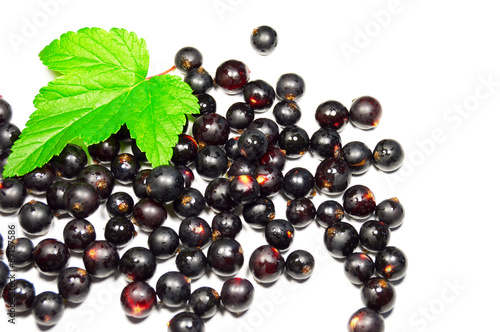 black currant and green leaf isolated
