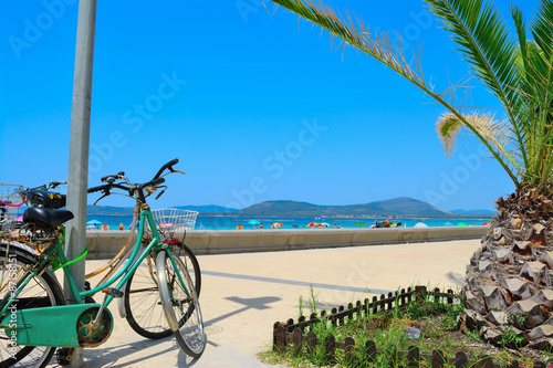 old bikes and small palm tree by the sea