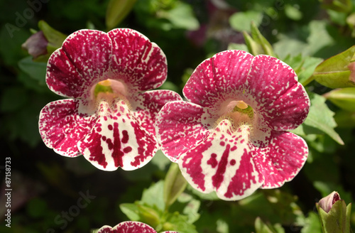 Mimulus or  Monkey flower. Close up of  mimulus photo
