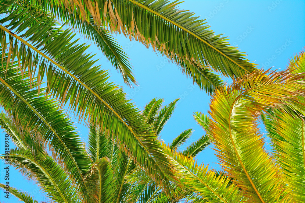Fototapeta premium palm branches under a clear sky