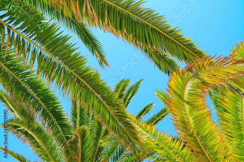 palm branches under a clear sky