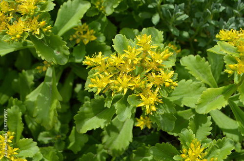 Fototapeta Naklejka Na Ścianę i Meble -  Yellow Kamtschat sedum flower (Sedum kamtschaticum). Yellow Sedum flowers growing in the garden