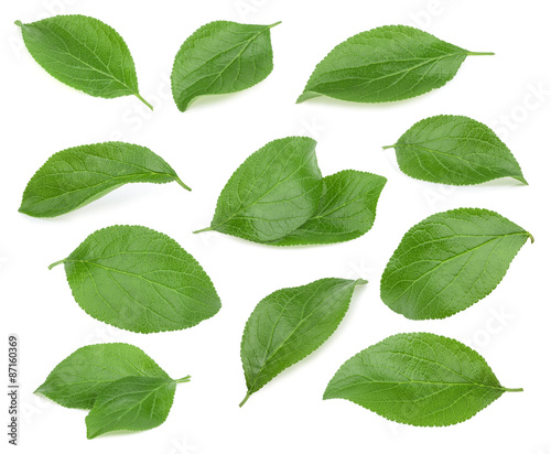 Plum leaves isolated on white background