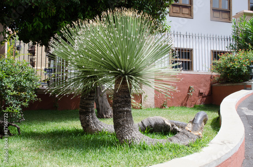 Dracaena draco