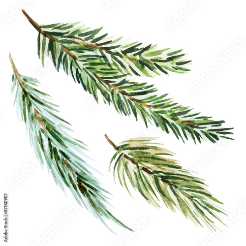 Fir-tree branch