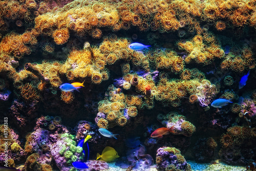 Aquarium with coral and colorful tropical fish