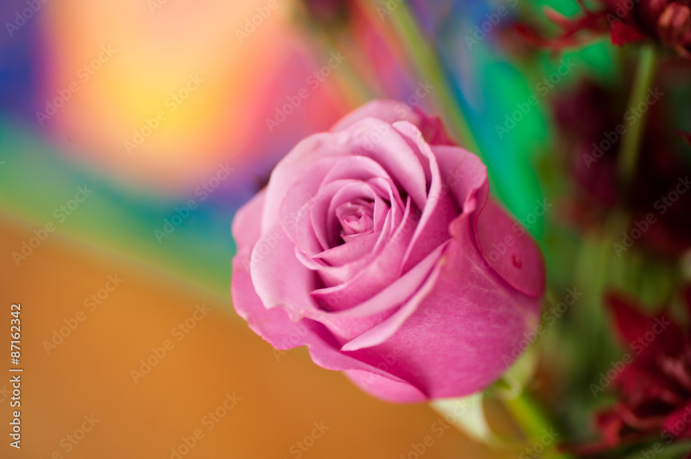 Rosa Rose Rosa Rose
