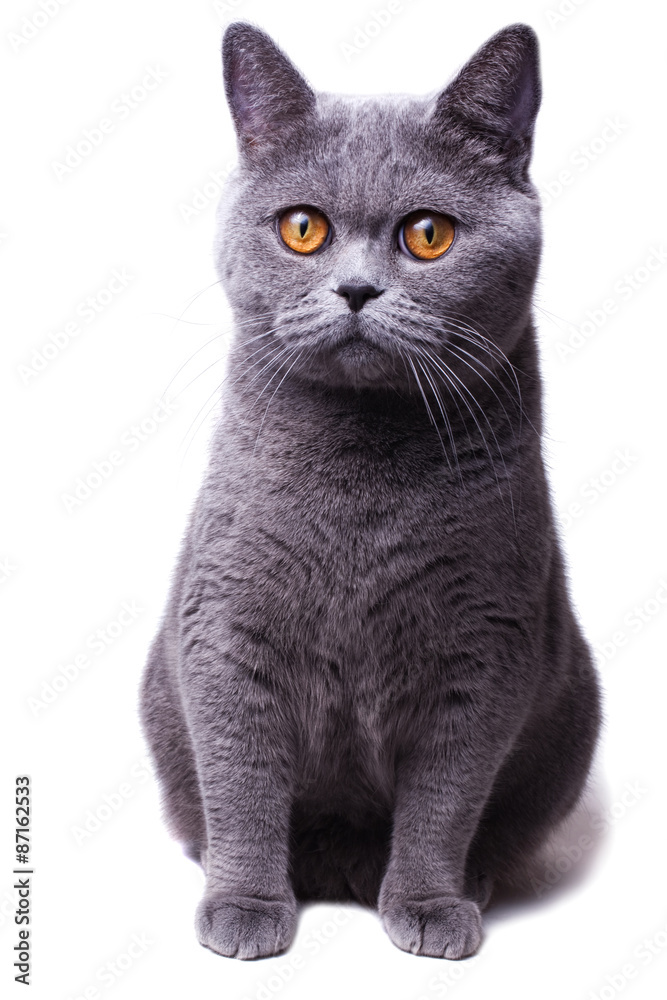 gray British cat with yellow eyes