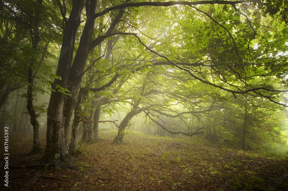 Fototapeta premium path through green forest with twisted trees