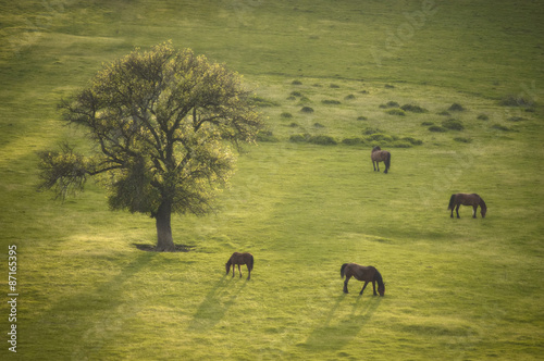 wild horse grazing on green...