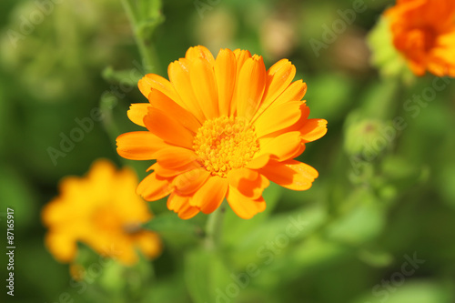 Beautiful spring flowers in the garden