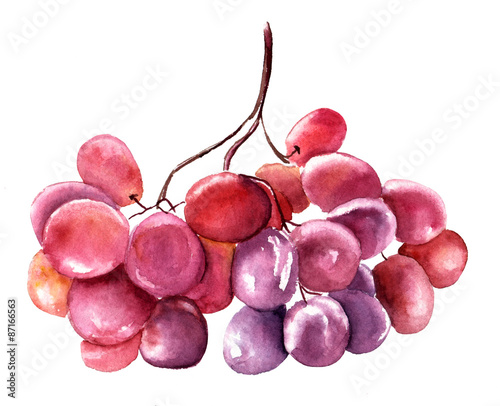 A watercolour drawing of a bunch of red grapes on white background