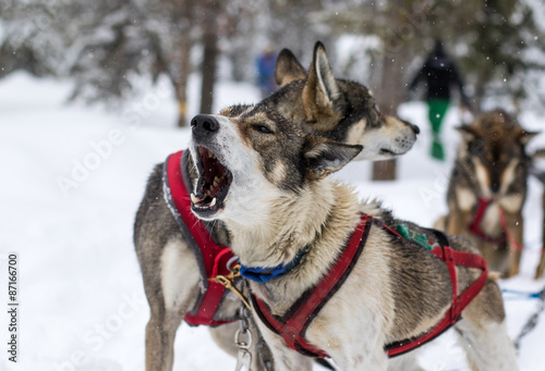 dogsled dogs howling