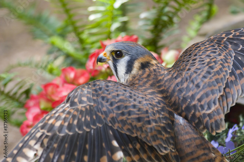 American Kestrel with Wings Spread