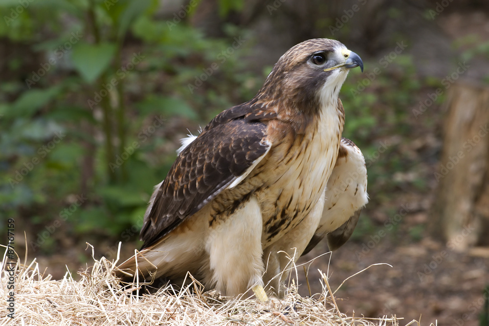 Fototapeta premium Red Tailed Hawk