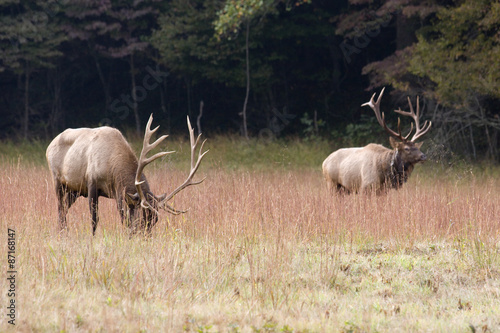 Elk Two Bulls in a Grassy Field