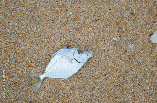 Dead fish on the beach.