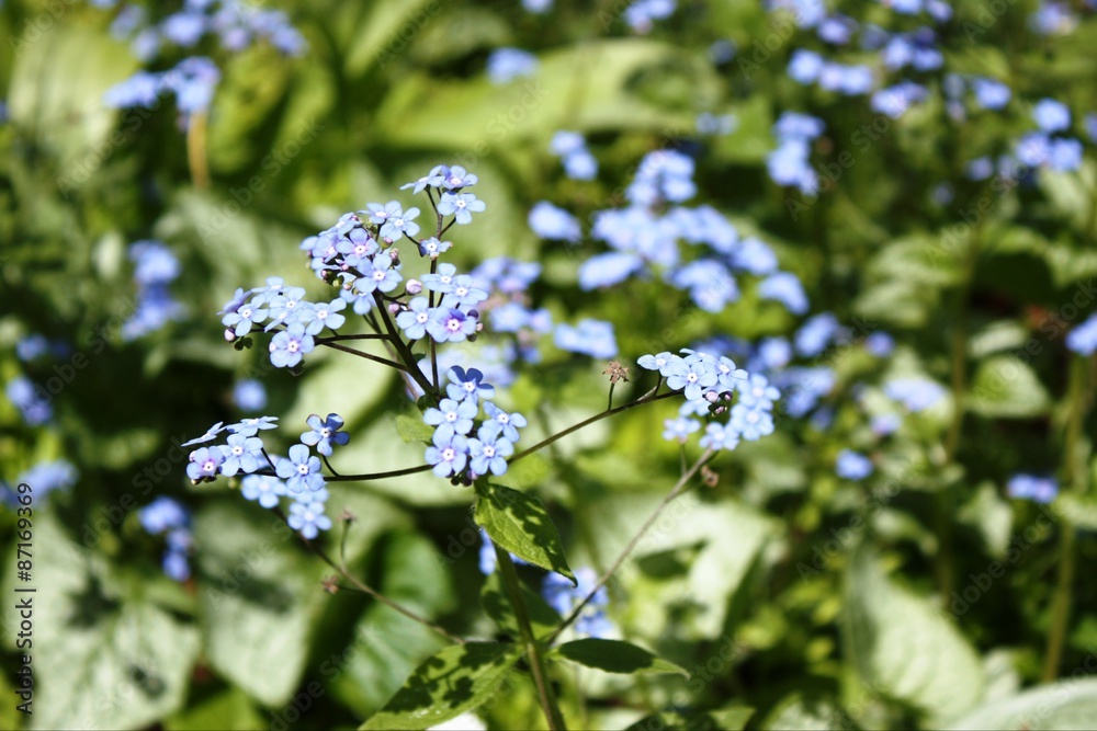 Forgetmenots blue Flowers in Summer Forgetmenots blue Flowers in Summer