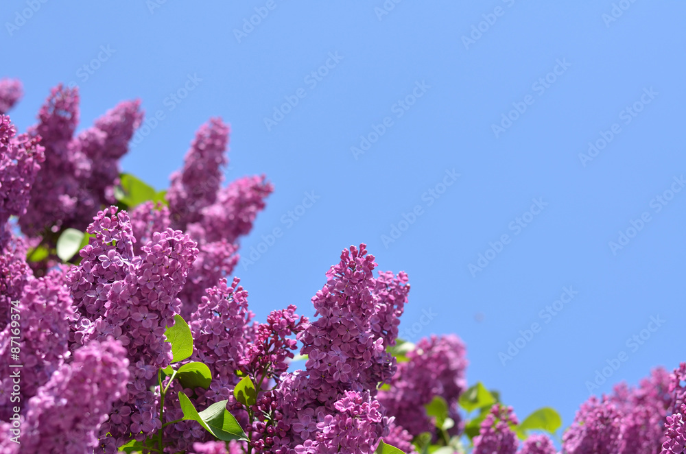 Purple lilacs against bright blue sky