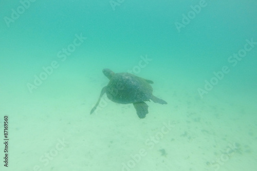 Sea turtle swimming alone underwater. Galapagos