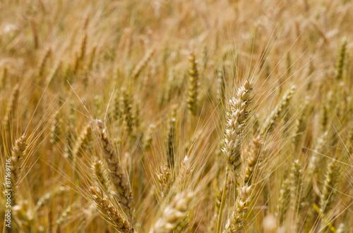 golden rye field © katarinagondova