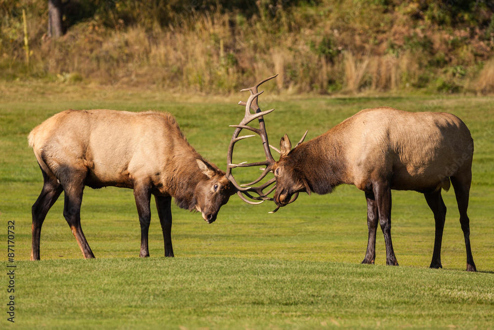 Obraz premium Bull Elk fighting in the Rut
