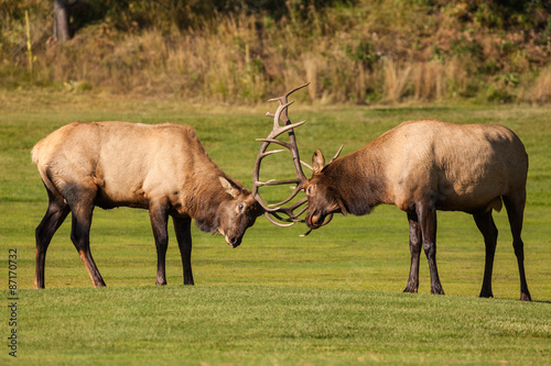 Bull Elk fighting in the Rut