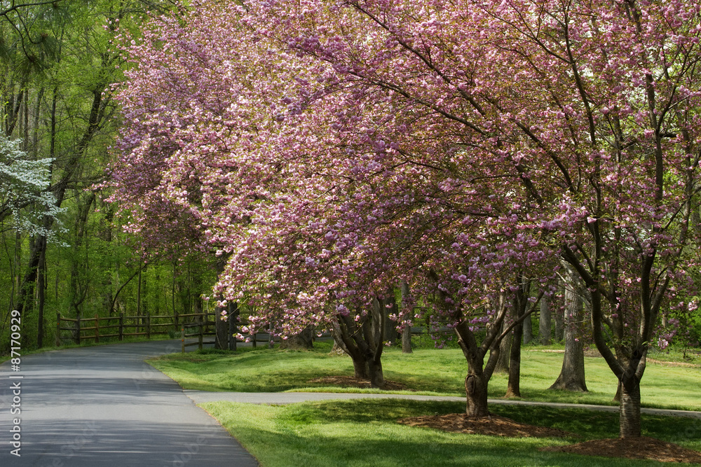 Spring Trees in Bloom Beside Driveway