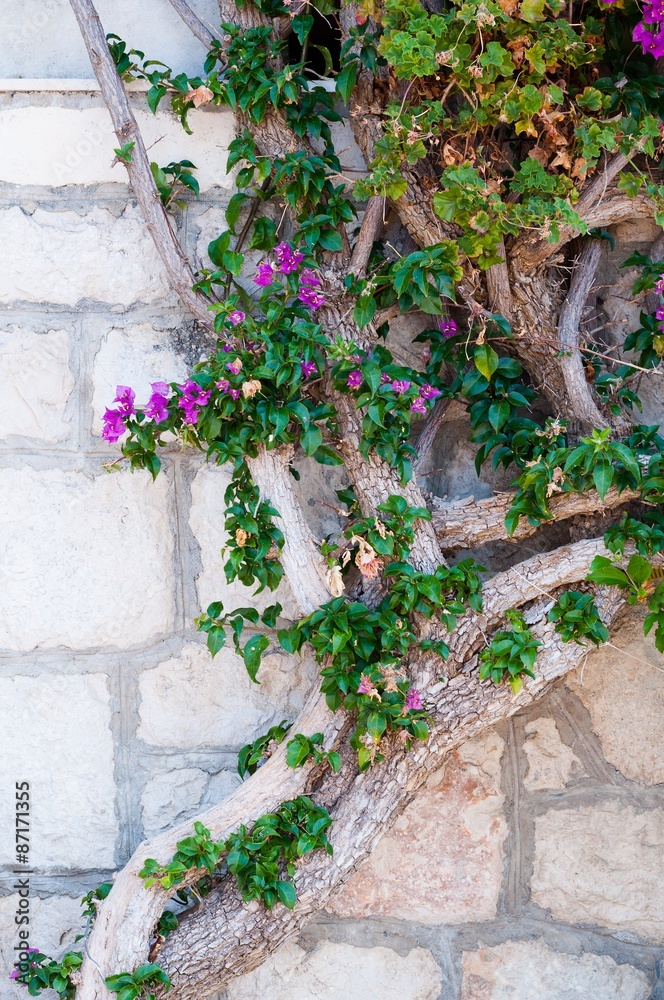 Naklejka premium Mediterranean plant on building's wall