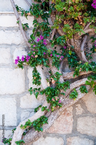 Mediterranean plant on building's wall