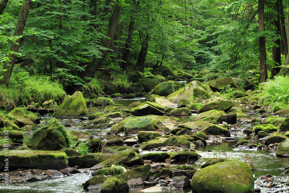 Fototapeta premium river in the forest