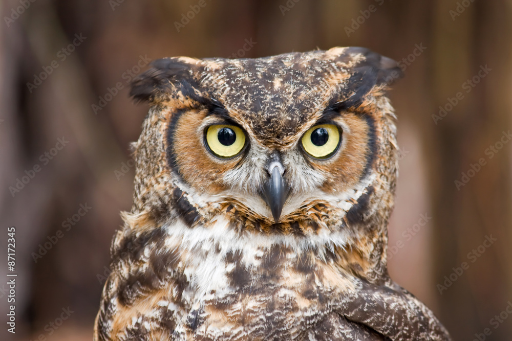Obraz premium Great Horned Owl