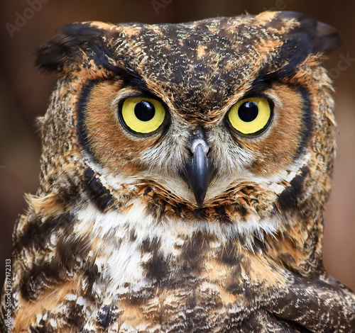 Great Horned Owl © Jill Lang