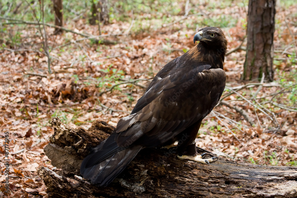Golden Eagle in the Woods