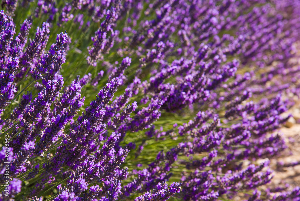Lavender flower blooming scented fields