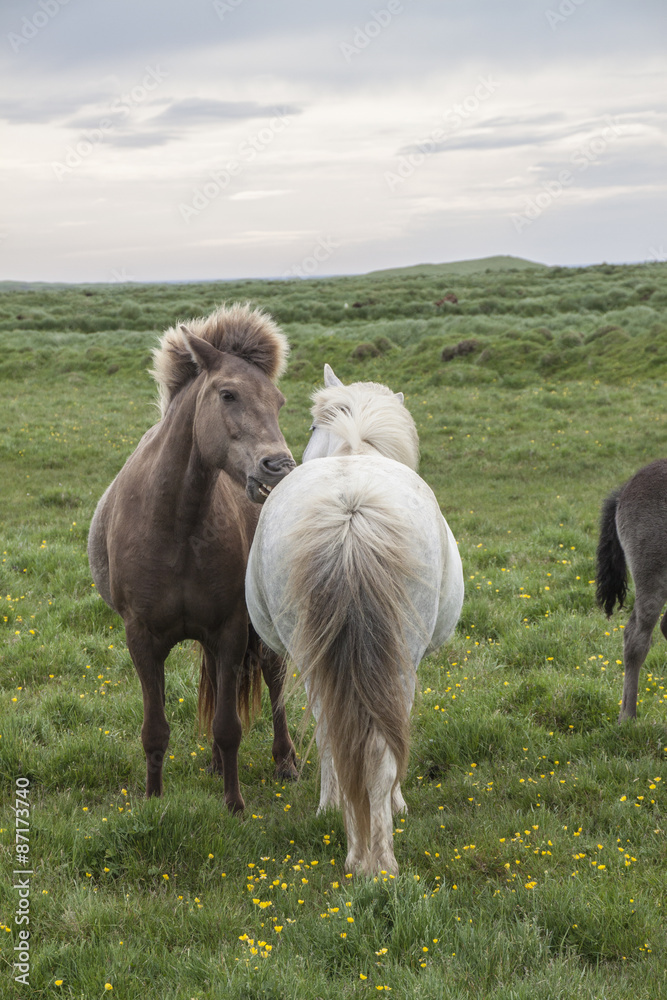 Obraz premium Two Horses in Iceland