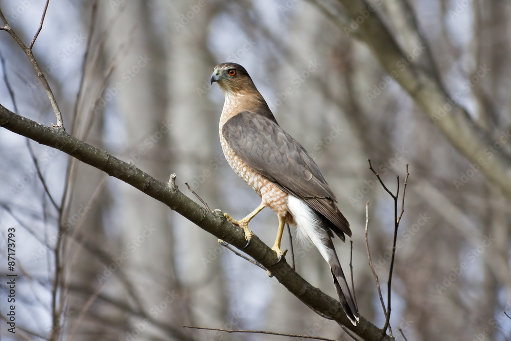 Coopers Hawk on a Tree Branch Coopers Hawk on a Tree Branch
