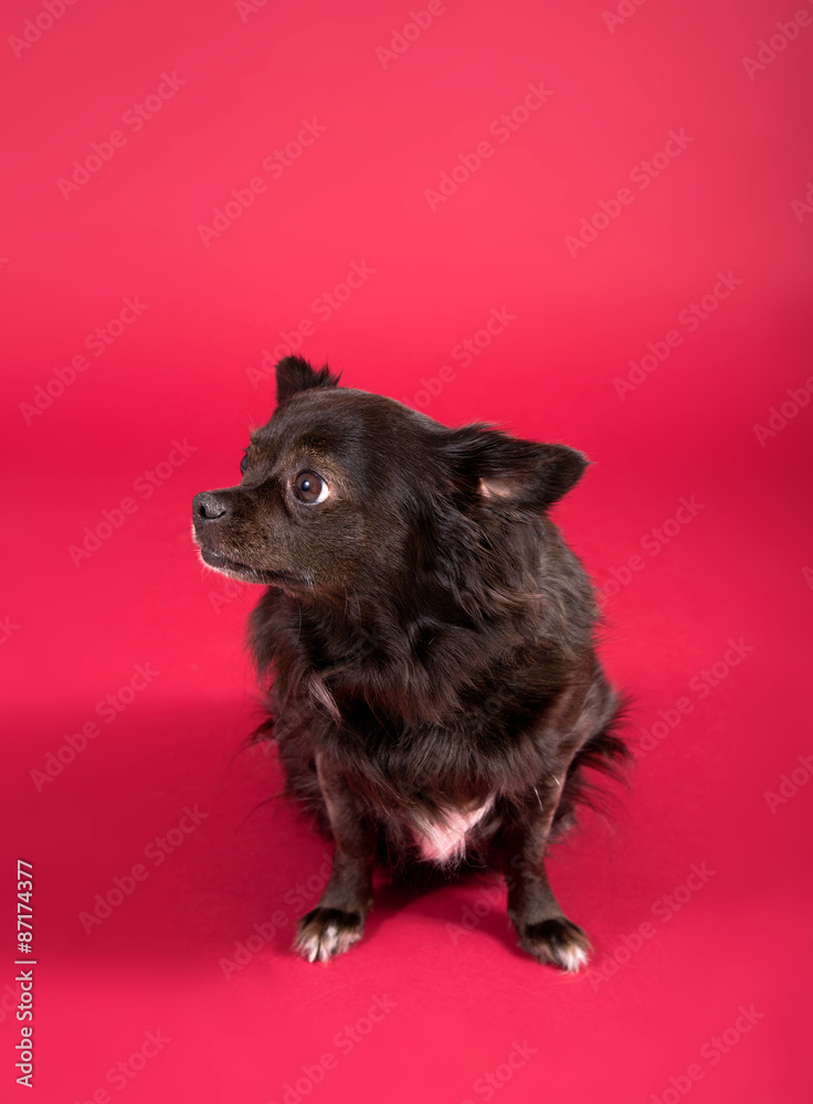 Schwarzer Chihuahua vor rotem Hintergrund Schwarzer Chihuahua vor rotem Hintergrund