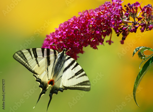 butterfly on flower