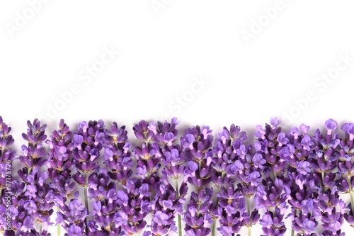 Fototapeta Naklejka Na Ścianę i Meble -  Lavender.
