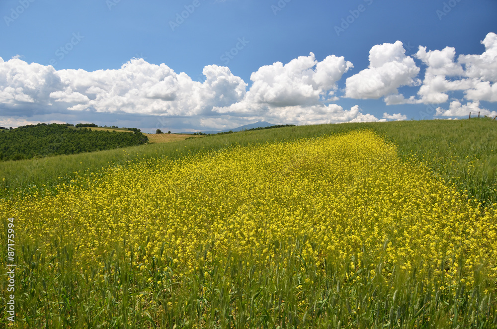 Typical Tuscan landscape. Italy