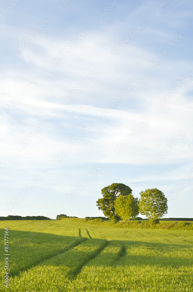 Tracks in field of wheat and trees on the horizon.