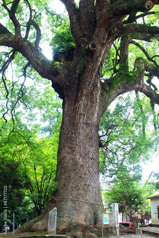 Obraz premium 小木阿蘇神社の大クスノキ